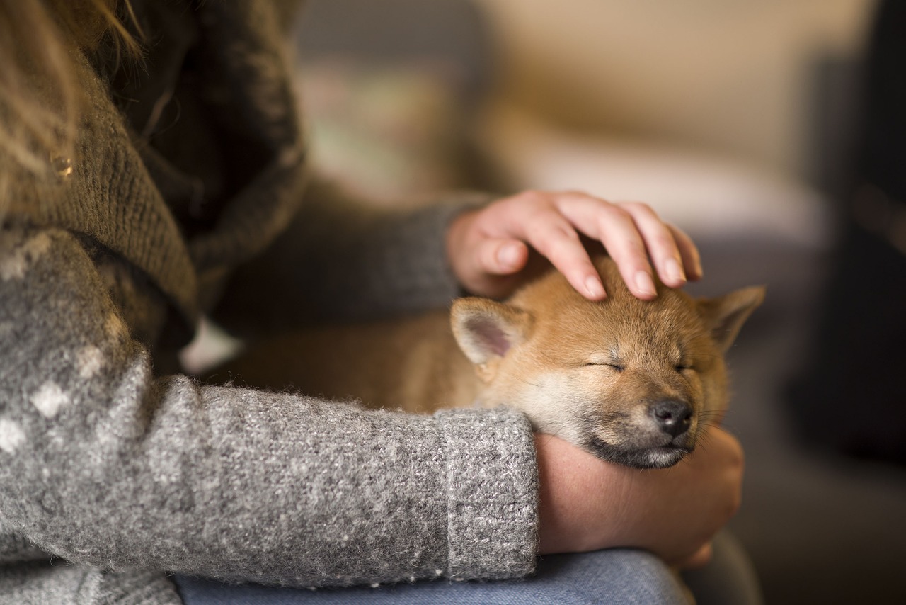 Understanding the Unique Traits of the Akita Inu